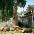 Avoid Home Renovation Pitfalls With Expert Arborist Consulting In Groveland