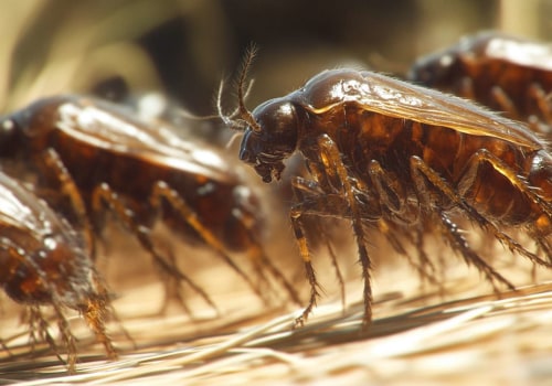 Hidden Threats, Visible Solutions: Insect Control Services For Las Vegas Home Renovation