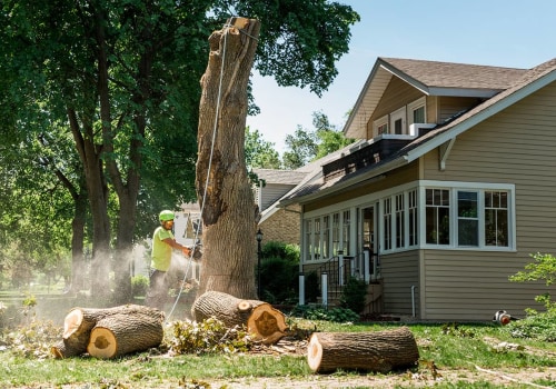 Avoid Home Renovation Pitfalls With Expert Arborist Consulting In Groveland